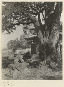 Ancient tree next to small pavilion and stone lion at Da jue si