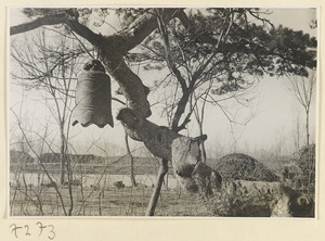 Bell hanging from a tree branch