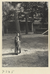 Monk and pine trees in a temple courtyard at Jie tai si