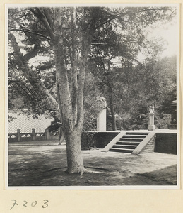 Tree and terrace with stelae at Jie tai si