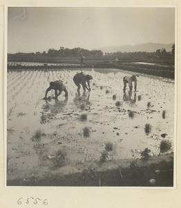 Men working in rice fields