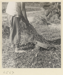 Workers threshing grain