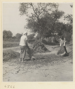 Workers threshing grain