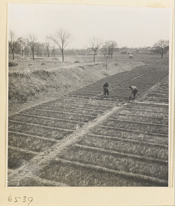 Men working in planted fields