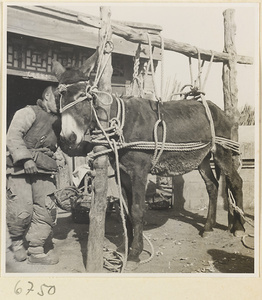 Blacksmith with a donkey tied to posts for shoeing