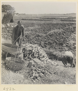 Men harvesting lotus root from a ditch or stream