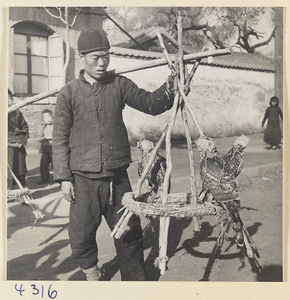 Man carrying three tethered and hooded hawks on a perch hanging from a shoulder pole
