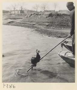 Fisherman in a boat holding a cormorant tethered to a pole net