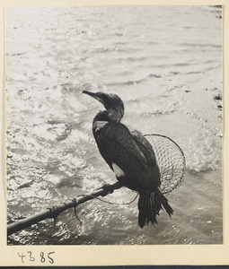 Cormorant tethered to a pole net