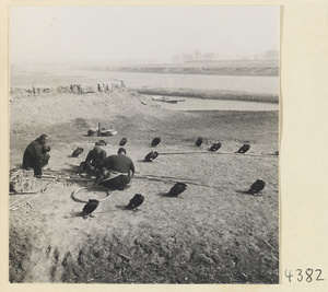 Fisherman on shore with cormorants