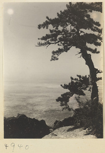 Pine tree on Hua Mountain with Yellow River and northern plain in background