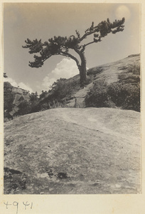 Pine tree and mountain landscape on Hua Mountain