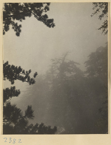 Pine trees in mist on Hua Mountain