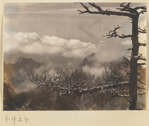 Pine tree and mountain landscape on South Peak of Hua Mountain