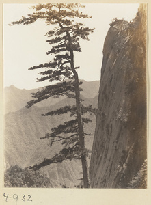 Pine tree and rock face on Hua Mountain