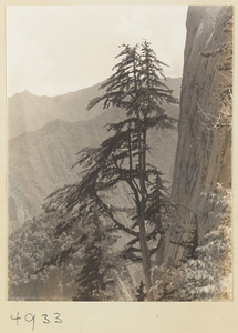 Pine tree and rock face on Hua Mountain