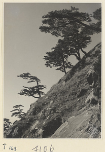 Trees on Tai Mountain