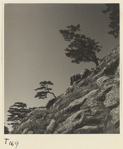 Trees on Tai Mountain