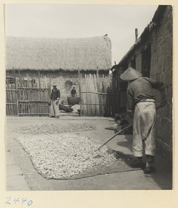 Man raking drying fish in a fishing village on the Shandong coast