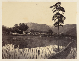 Paddy field and Xuedou Temple, 'Snowy Valley' (Xuedou Mountain), Xikou Scenic Area (溪口風景區), near Ningbo