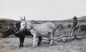 Farmer ploughing with mixed team