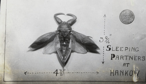 Large moth, HMS Cumberland, Hankou
