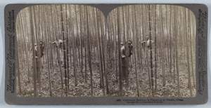 Two men in a grove of cultivated bamboo, near Nanjing