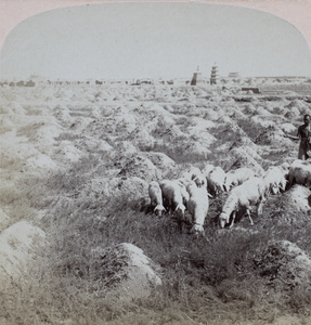 Sheep grazing in a cemetery outside Tianjin