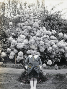 Boy, with hydrangea in bloom