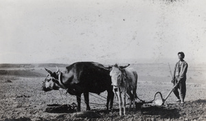Ploughman, with ox and donkey
