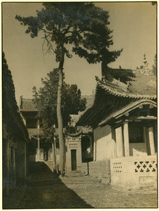 Temple courtyard with trees, near Gaoping (高平), Shanxi