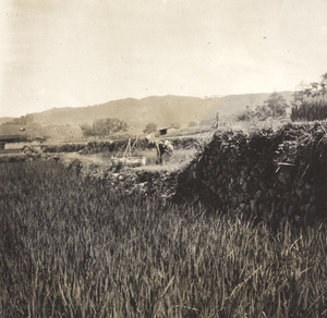 Transplanting rice in a terraced field