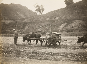 An ox-drawn cart, with oxen
