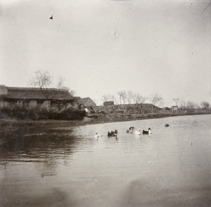 Water fowl on a village pond, Weihaiwei