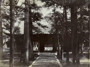 Pine trees at the Temple of Confucius, Qufu