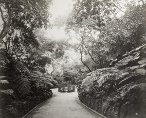 A path in (possibly) the Zoological and Botanical Gardens, Hong Kong