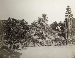 Bushes and cactus, likely in the Hong Kong Zoological and Botanical Gardens, Hong Kong