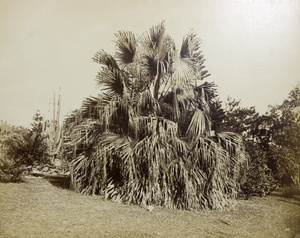 A palm tree, Hong Kong