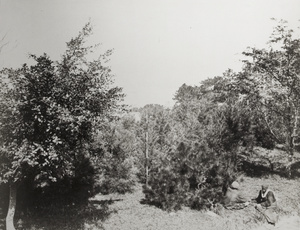 Two people sitting by a short pine tree and bushes, Hong Kong