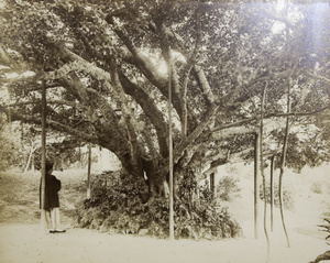 Man leaning against a supporting pole of a Chinese banyan tree, Hong Kong