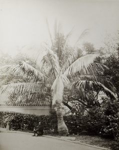 Man sitting underneath a palm tree, Hong Kong