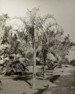 Palm trees, possibly in the Hong Kong Zoological and Botanical Gardens, Hong Kong