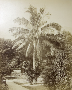 A palm tree, possibly in the Zoological and Botanical Gardens, Hong Kong