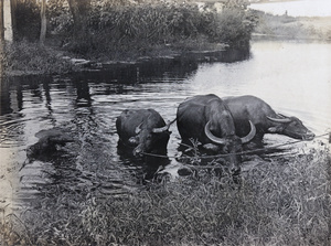 Four water buffalo