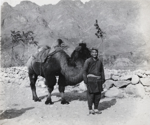 Cameleer with saddled Bactrian camel