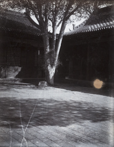 Courtyard with tree