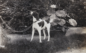 A dog on a chain by a pot of flowering lotus
