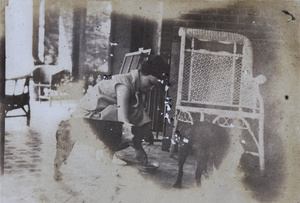 A woman feeding French Bulldogs (Bouledogues Français)