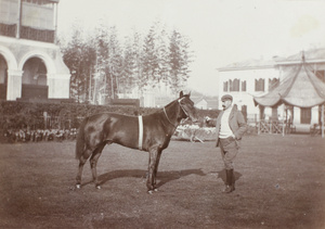 'Ravelston', a racehorse