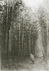 Woman with a large basket on a path in a bamboo grove
